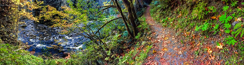 autumn panorama color green fall nature water leaves oregon creek river landscape october hiking path salmon trail pacificnorthwest wilderness pnw huckleberry iphone6