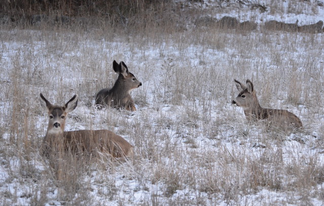 WHITE TAIL DEER IN WINTER. THE OUTSKIRTS OF PRINCETON,  BC.