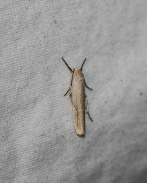 0200.1 Prodoxus decipiens, Yucca Moth