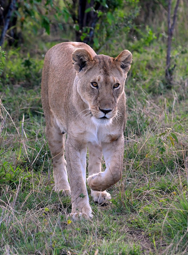 Female Lion of the mating pair heads towards the big male.