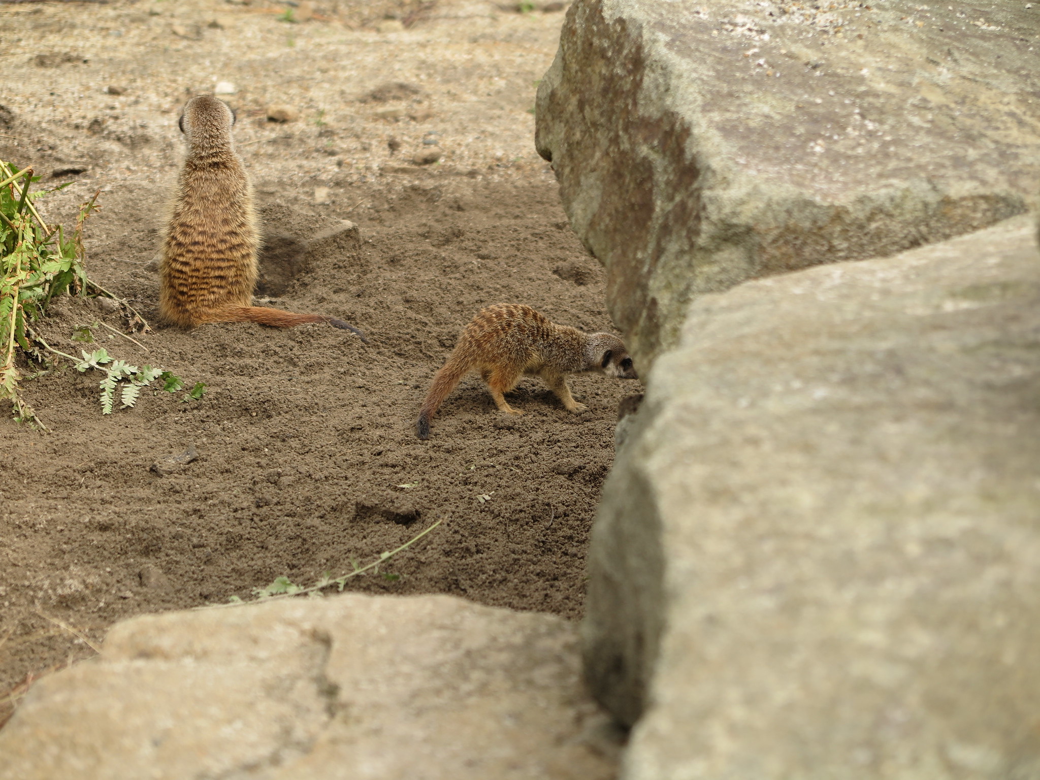 Meerkats {Day 2} (Edinburgh)