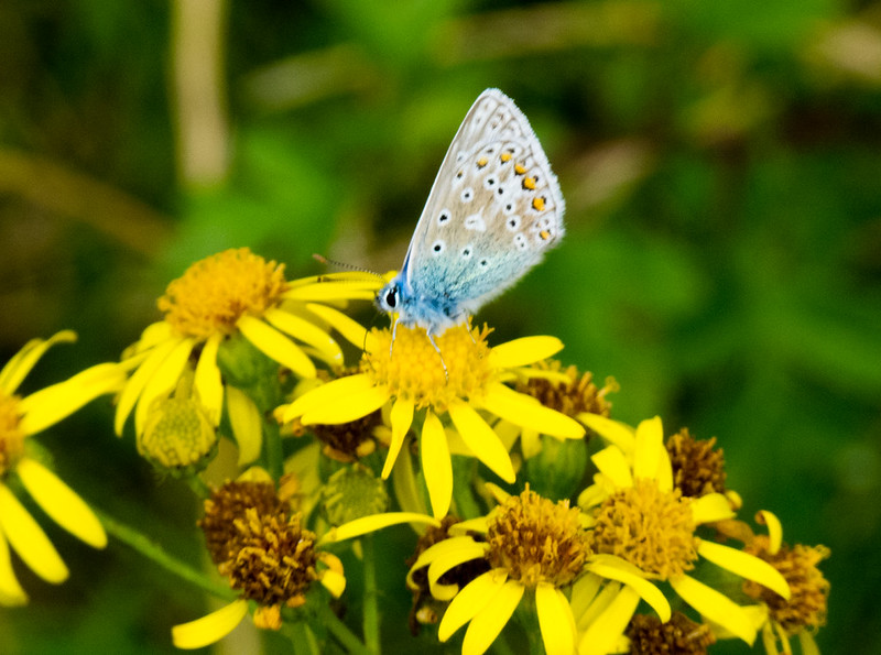 Common blue butterfly