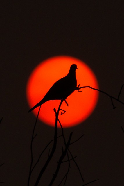 Bar-shouldered dove in smokey sunset