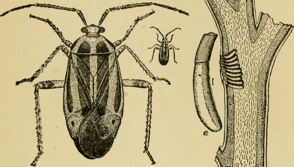 Image from page 170 of 
