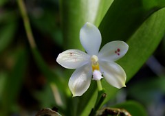 Phalaenopsis - hybrides primaires 21265556842_bacb3a6dc3_m