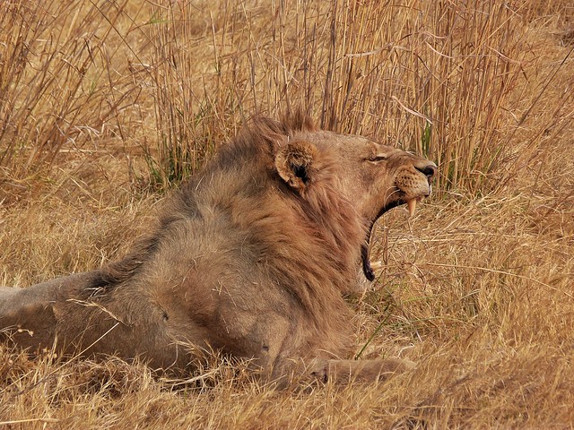 León en la Reserva de Moremi (Botswana)