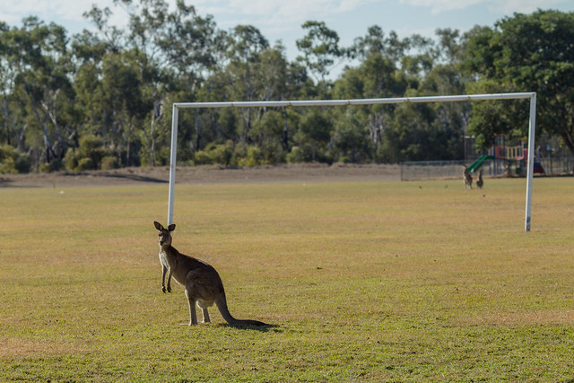 ... and the Socceroo goalie has come right up off his line!