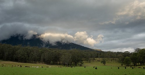 landscape lateafternoon mountglennie australianmountains cloudscape richmondvalley macphersonrange northernrivers nsw australia australianlandscape paddocks forest cattle unumgar