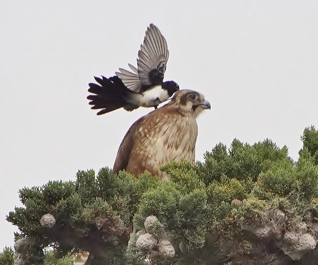 Willie Wagtail attacks a Brown Falcon