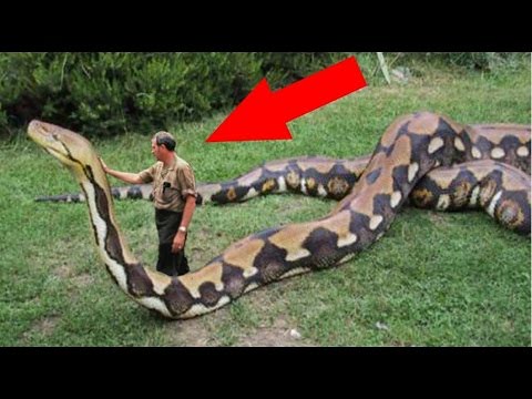 World S Biggest Snake Found In Amazon River Biggest Python Flickr