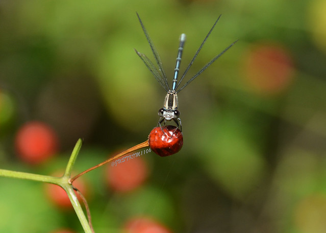 Damselfly with wings spread