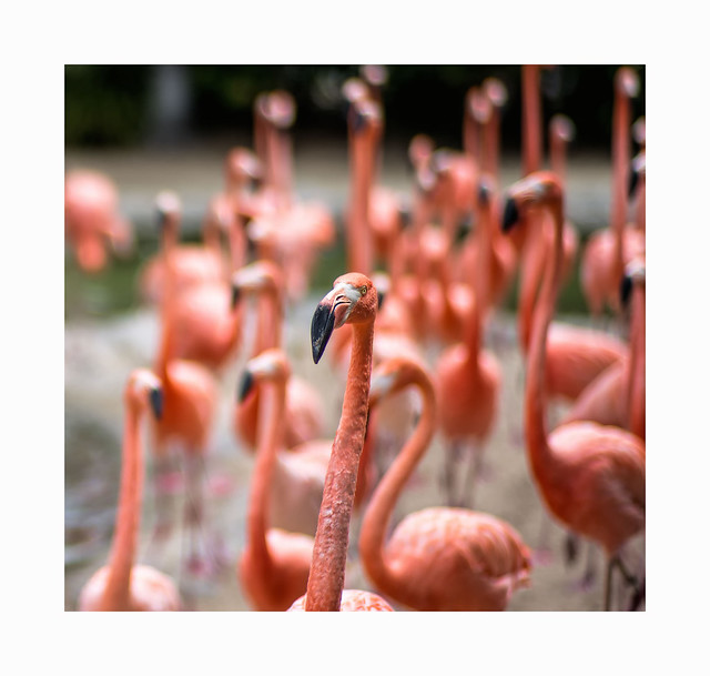 Rise of the Planet of the Flamingos
