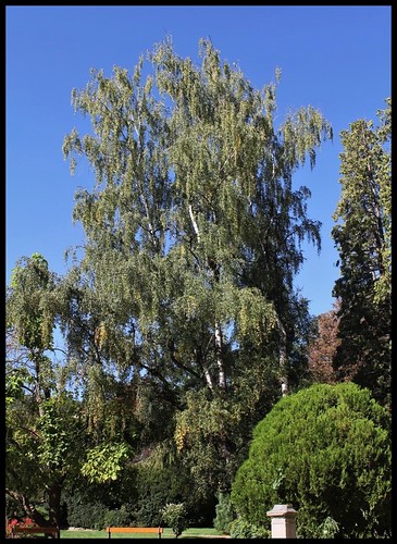 Betula pendula  ( = verrucosa ) - bouleau blanc d'Europe 22599525095_64f0d9721a