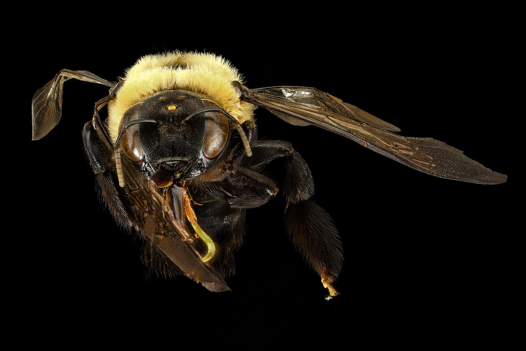 Xylocopa viginica, f, face, Prince George's Co, MD_2016-10-20-18.22