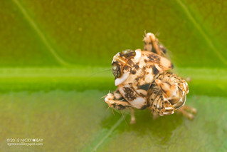 Leafhopper nymph (Coelidiinae) - DSC_1434