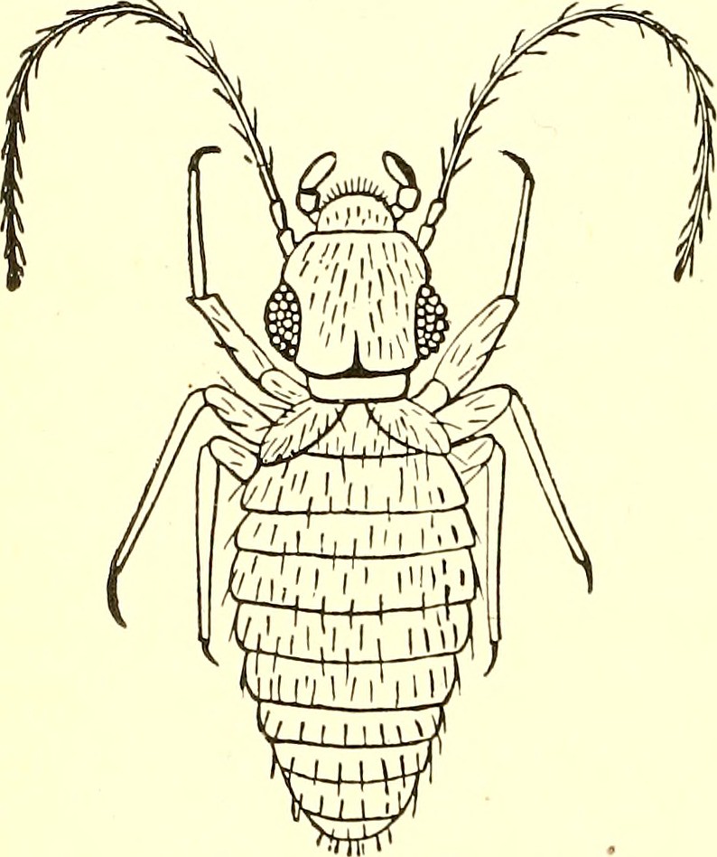 Anselmo Insect Image from page 77 of