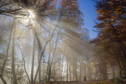autumn trees light sun mist fall nature fog 35mm landscape nikon sigma d750 fullframe sunrays polarizer lightbeams sunbeams belfort godrays sunstreaks sigma35mmart 35mmf14art 35mmf14dghsm|a