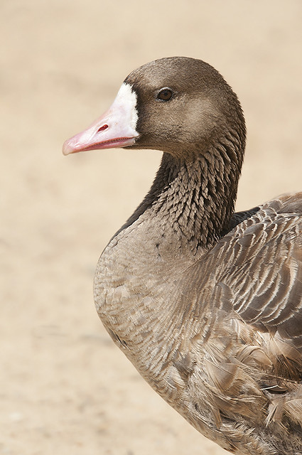 Anser albifrons - Greater white fronted Goose