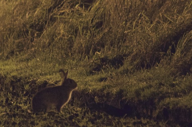 Night time Rabbits.