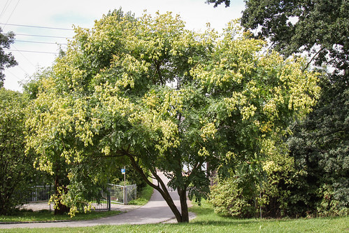 Blasenesche Koelreuteria Paniculata August 2015 Canon EO Flickr blasenesche-koelreuteria-paniculata-august-2015-canon-eo-flickr