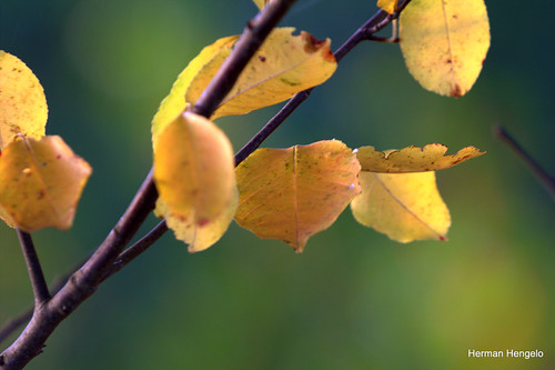 Spotlight by herman hengelo, Yellow leavesautumn herfst herinckhave tubbergen twente sunset