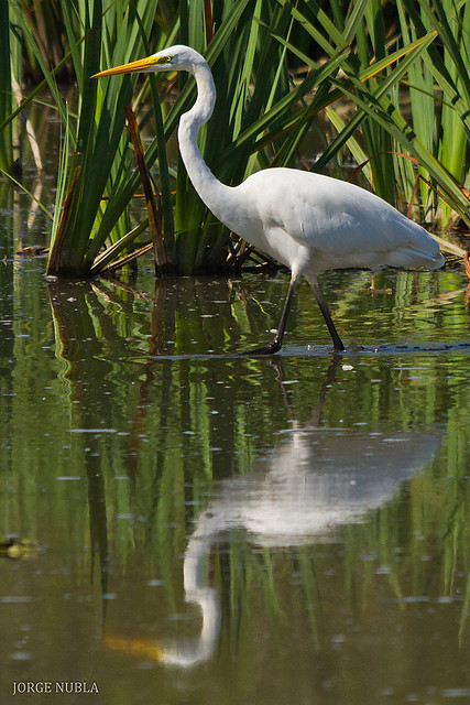 Garceta grande (Egretta alba).