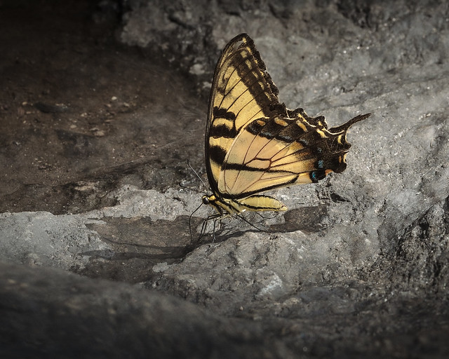 A Thirsty Tiger Swallowtail