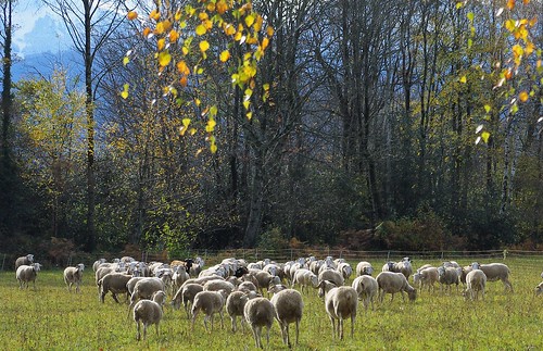 autumn trees france green grass leaves yellow jaune automne season europe sheep vert arbres extérieur moutons feuilles 65 herbe saison hautespyrénées troupeau avezac