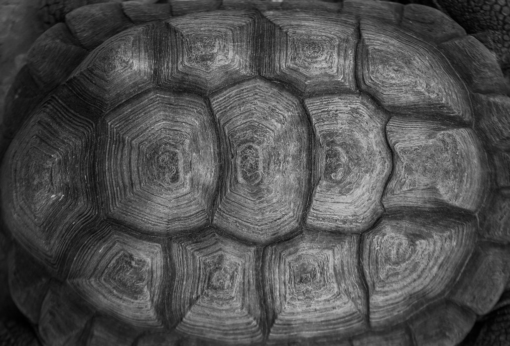 Turtle Shell Reference Image Turtleshell | I wanted to find natural repetition, but I did… | Flickr
