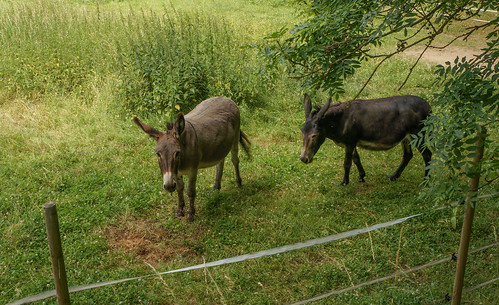 france fauna fence french village donkey normandie grassland normandy saintcénerilegérei