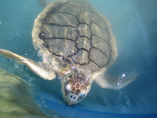 04/16/2005 - 2:47pm - Sea turtle in water