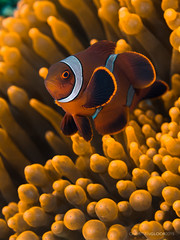 No, I'm not Nemo!!!
