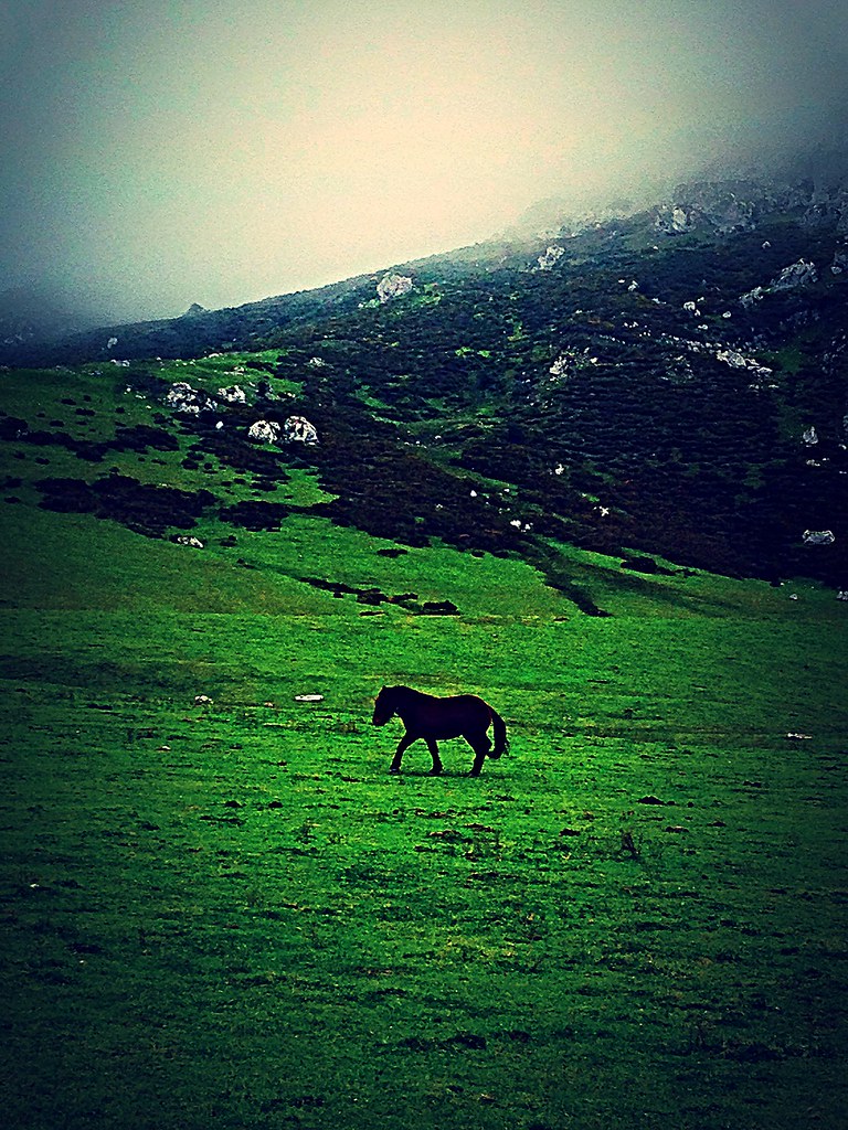 Lone horse Asturias