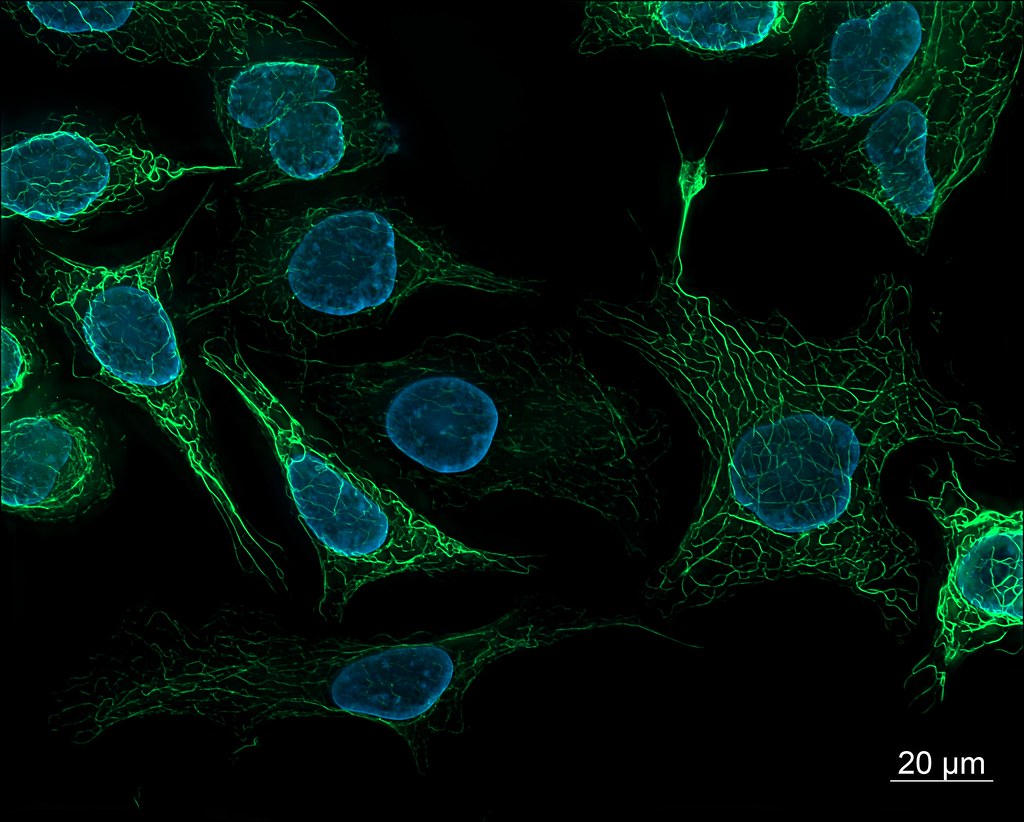 SK8/18-2 human derived cells, fluorescence microscopy