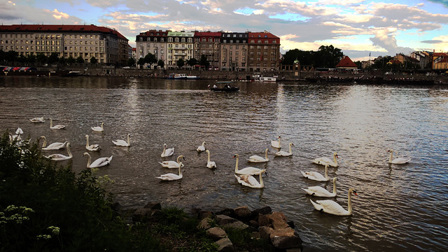 The river of Swans