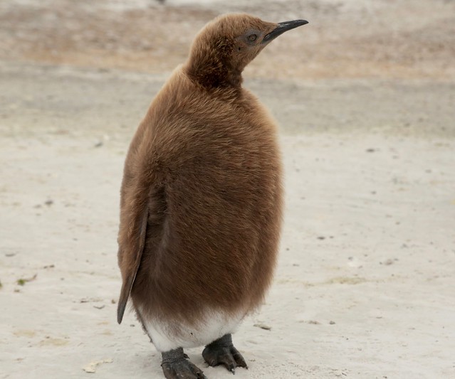 King Penguin Chick in Warm Down Feathers Falkland Islands Sourth Atalantic Ocean