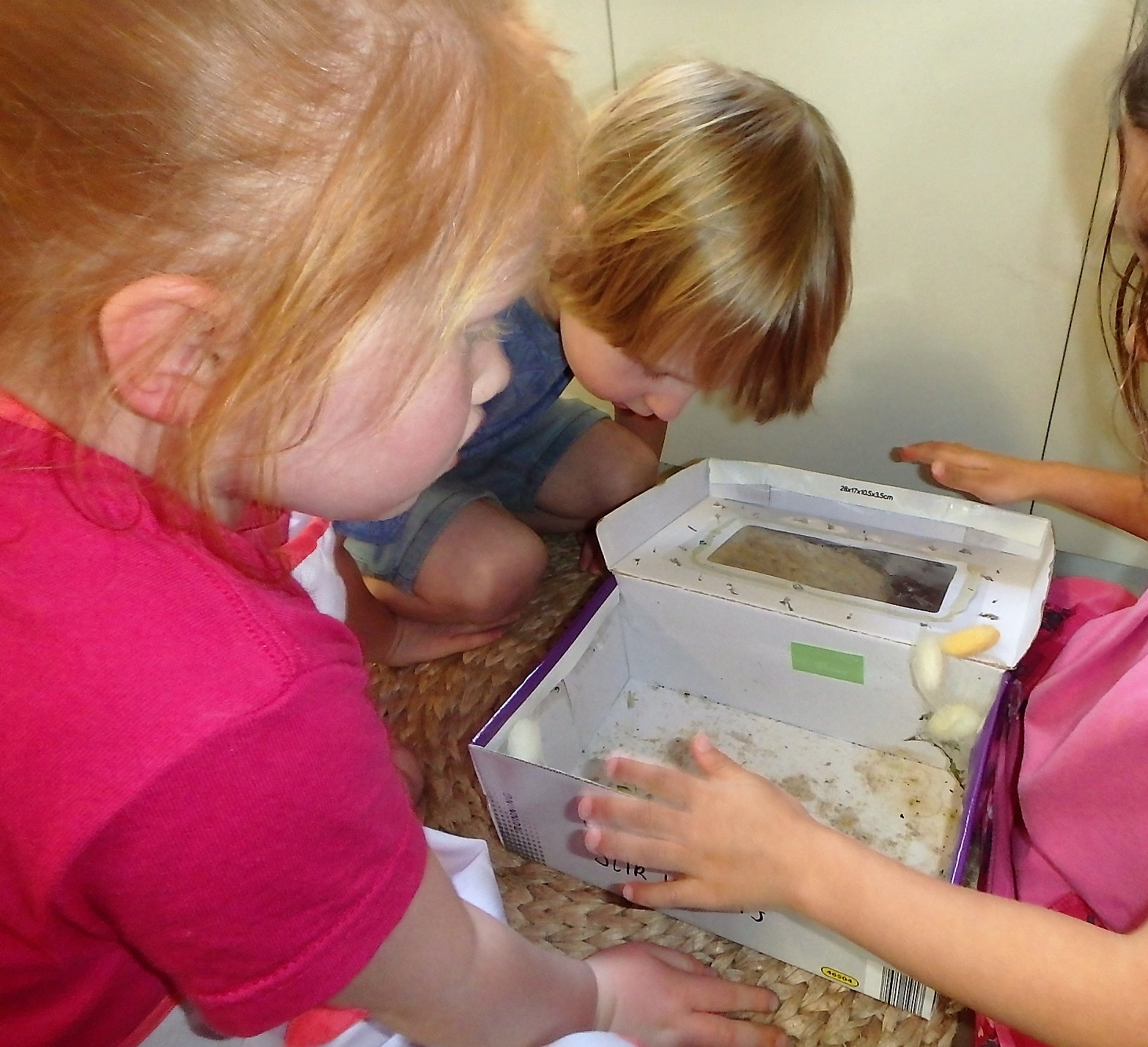 caring for silk worms