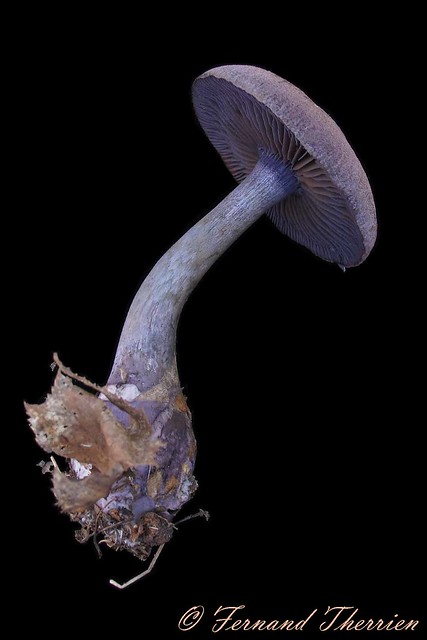 Cortinarius violaceus / Cortinaire violet