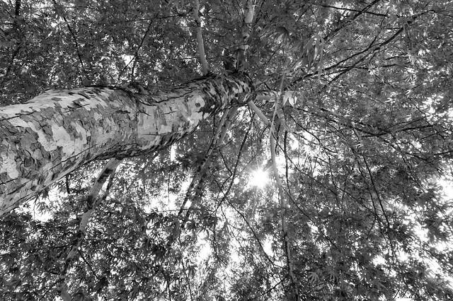 arbre et rayon de lumière