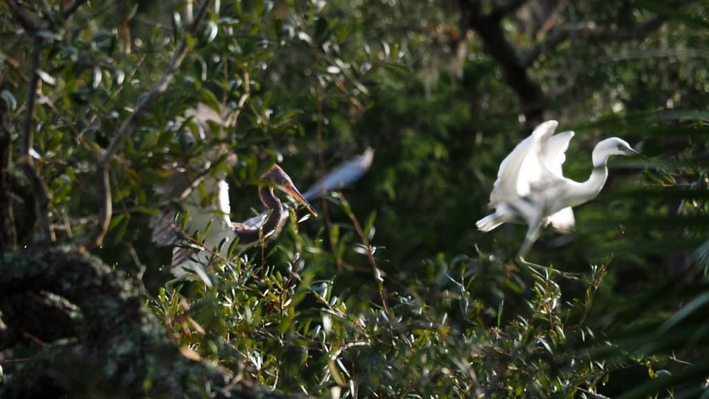 Heron Wars | OLYMPUS DIGITAL CAMERA | carlinsc | Flickr