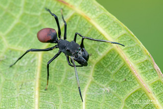 Ant-mimic jumping spider (Toxeus maxillosus) - DSC_5395