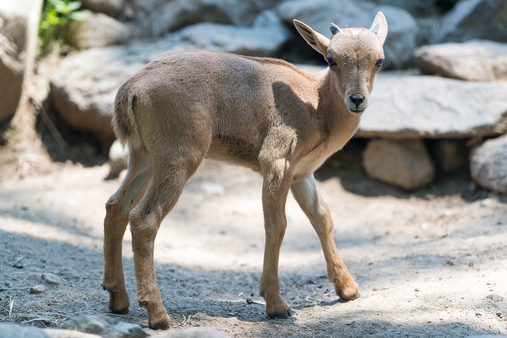Common animal. Baby Goat_Polo. Caprinae. Mammals in Azerbaijan.