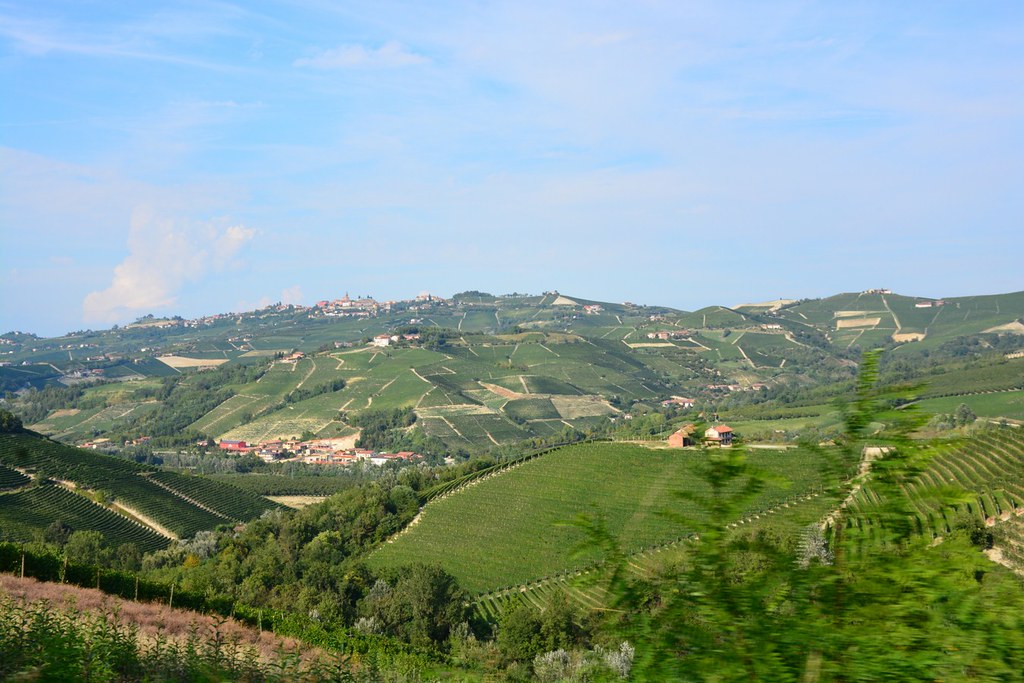 Vineyards around Alba (Italy, Piemonte 2015)