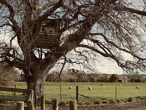 newzealand house tree grass rural fence countryside gate sheep outdoor farm branches country property nelson olympus treehouse lamb waimea lambs southisland baa ewes em5 microfourthirds duncancunningham ilobsterit duncanmc42