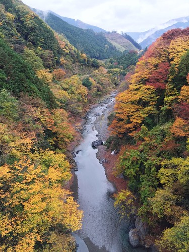 autumn japan landscape landscapes view autumnleaves autumncolors okutama dontjump landscapephotography colorsofautumn autumncollection landscapecollection autumn????????????
