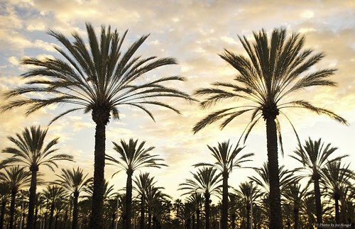 california ca sunset clouds mall shopping parkinglot palm palmtrees socal palmtree southerncalifornia orangecounty oc irvine theoc goldenhour palmfronds