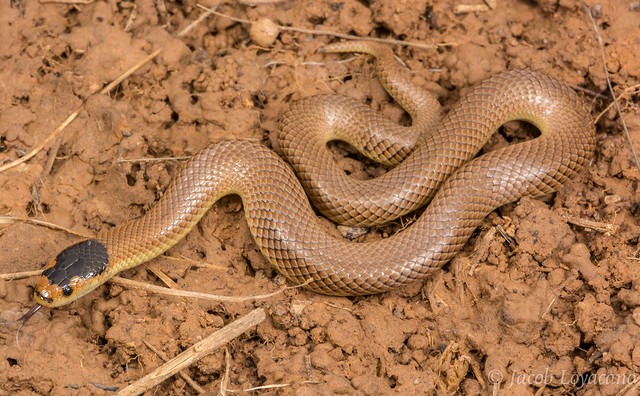 Little Whip Snake (Parasuta flagellum)