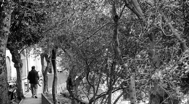 Walking into Ravello through Olive Trees