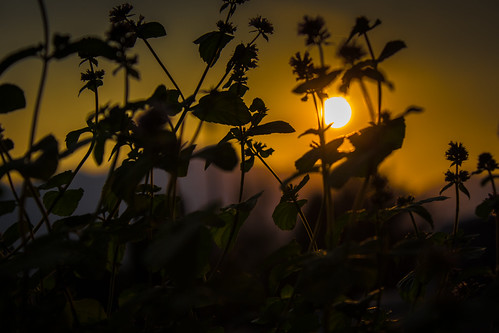 minty sunrise by auntneecey, ODC - can't live without

It has now been over two years since I started taking a photograph every d