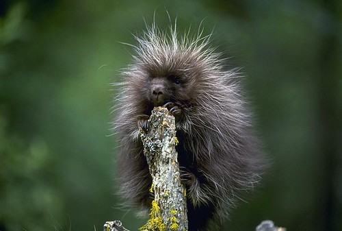 common porcupine (erethizon dorsatum) porcupette | by CaliforniaDFW